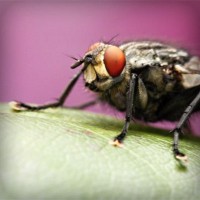 /album/diegoacosta/photolia-a08-jpg/